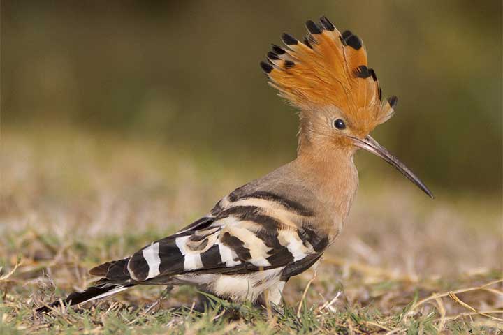 10-birds-with-snazzier-hairstyle-04