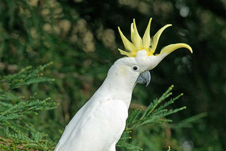 10-birds-with-snazzier-hairstyle-05