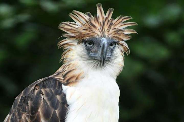10-birds-with-snazzier-hairstyle-06