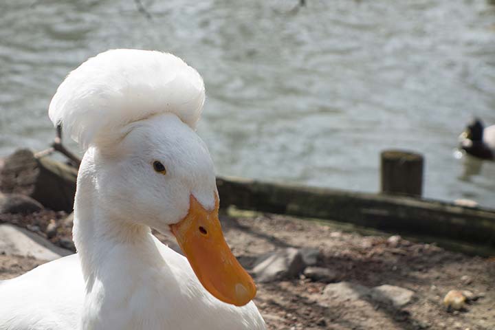 10-birds-with-snazzier-hairstyle-07