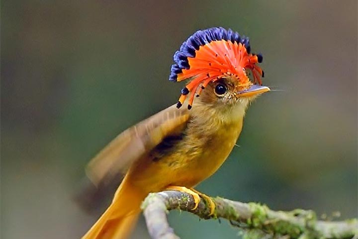 10-birds-with-snazzier-hairstyle-08