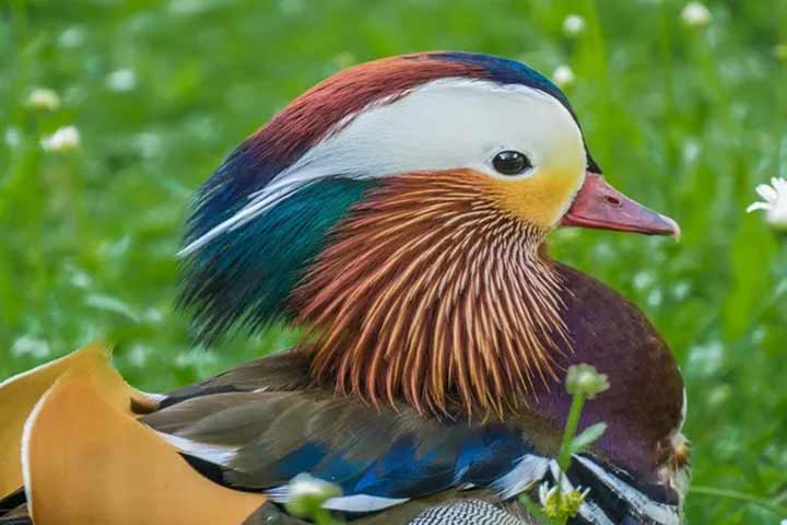 10-birds-with-snazzier-hairstyle-09