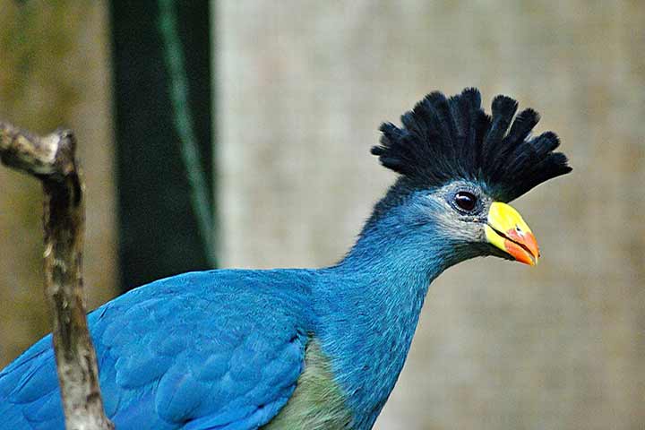 10-birds-with-snazzier-hairstyle-10