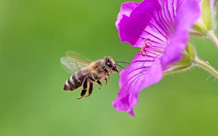 10 เรื่องน่าทึ่งของ “ผึ้ง” สัตว์ตัวเล็กๆแต่มีอิทธิพลยิ่งใหญ่ต่อโลกมนุษย์